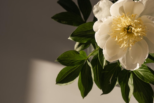 Flor de peônia branca elegante na sombra da luz do sol em fundo escuro Composição de flores de luxo boêmio estético