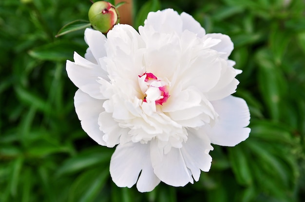 Flor de peônia branca no jardim