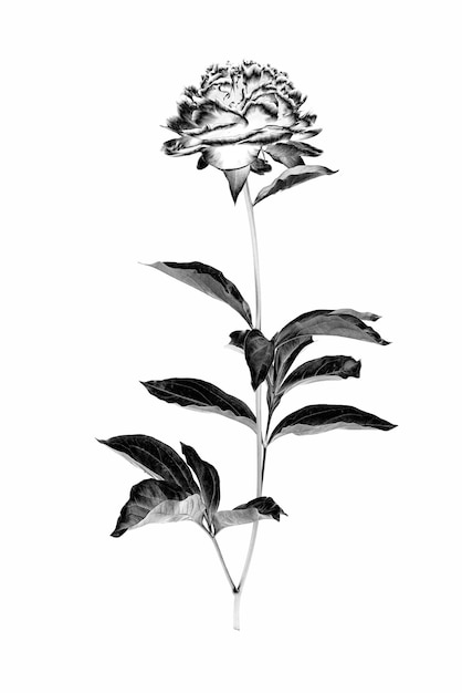 Flor de peônia com galho e folhas isoladas em um fundo branco imagem modificada digitalmente com efeito de solarização preto e branco