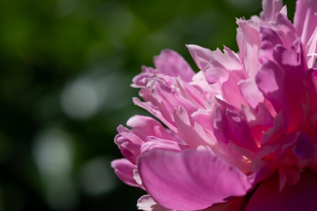 Flor de peônia fofa de jardim florescendo com pétalas rosa na foto de close-up de verão