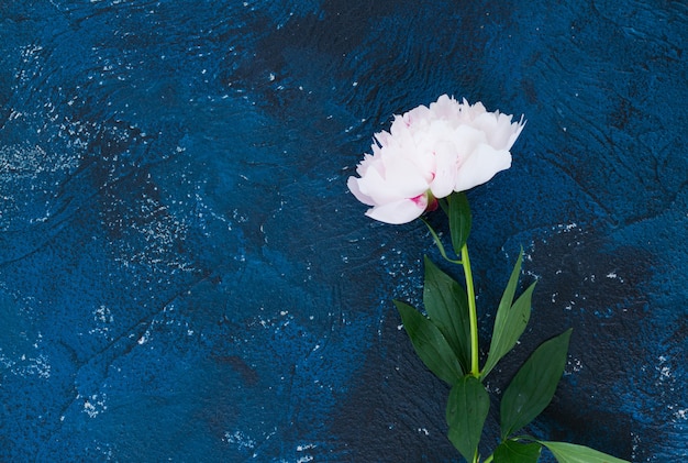 Flor de peônia fresca em uma mesa de pedra