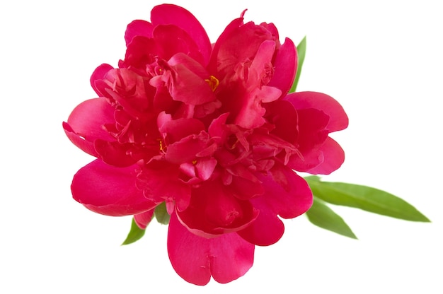Flor de peônia linda isolada