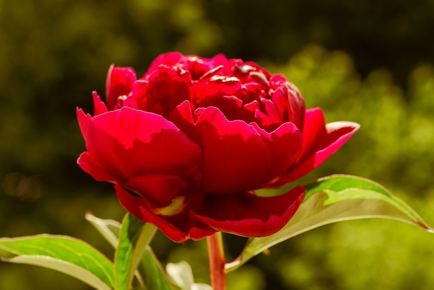 Flor de peônia no jardim