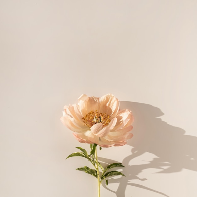 Flor de peônia pêssego em fundo branco Composição floral de natureza morta elegante mínima