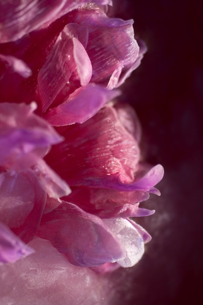 flor de peônia rosa close-up