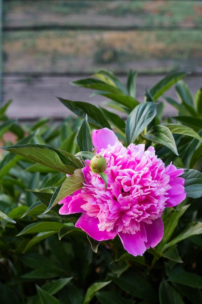 Flor de peônia rosa crescendo no jardim