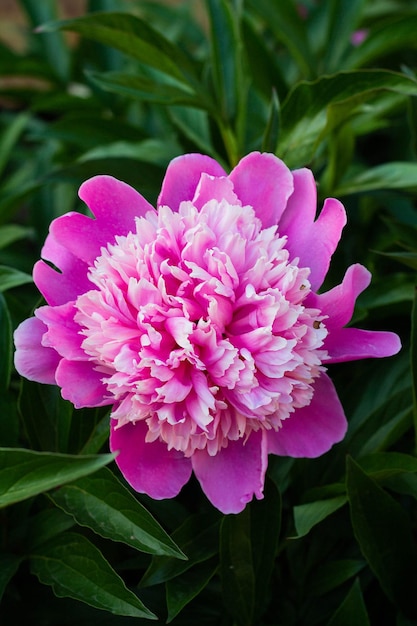 Flor de peônia rosa crescendo no jardim