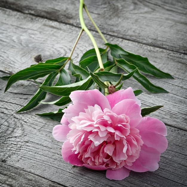 Flor de peônia rosa desabrochando na superfície de madeira. A planta é fotografada de perto.