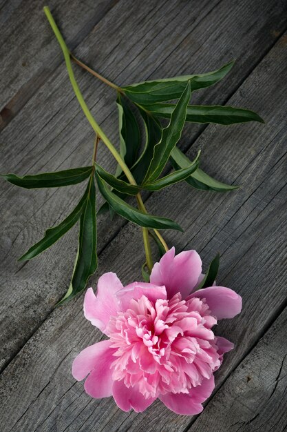 Flor de peônia rosa desabrochando na superfície de madeira