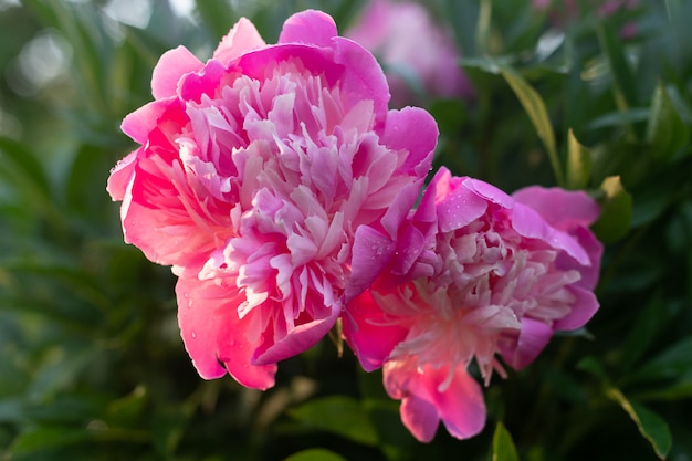 Flor de peônia rosa dupla.