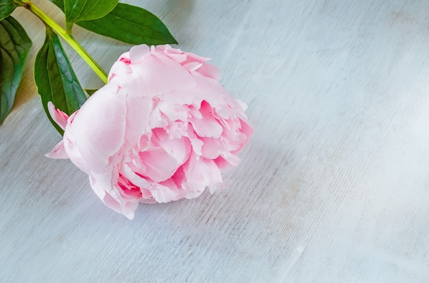 Flor de peônia rosa em superfície de madeira branca