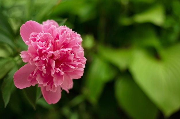 Flor de peônia rosa em um fundo verde desfocado