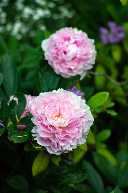 Flor de peônia rosa enorme