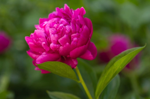 Flor de peônia rosa escura em um fundo de névoa verde da primavera