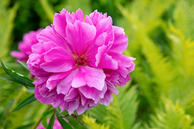 Flor de peônia rosa florescendo em um jardim