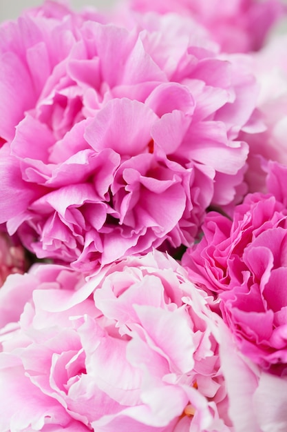 Lindas Flores Cor-de-rosa Se Fecham. a Peônia é Um Gênero De Herbáceas  Perenes E Arbustos Caducos Como Peões Ilustração Stock - Ilustração de  roxo, presente: 273128656