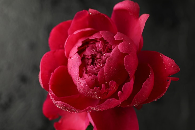 Foto flor de peônia rosa linda com água cai contra o fundo escuro