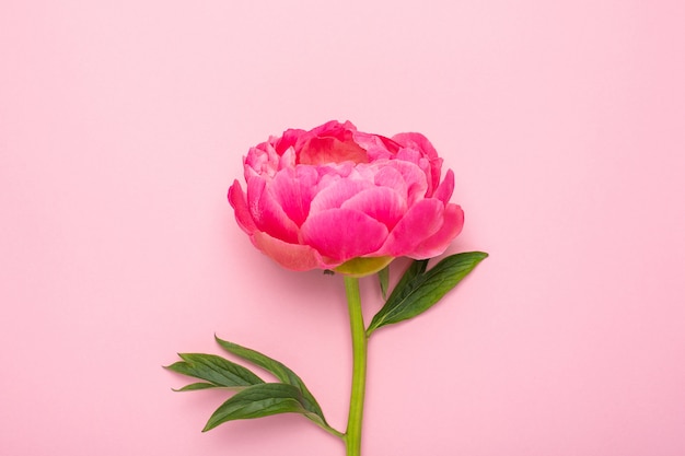 Flor de peônia rosa linda em rosa pastel