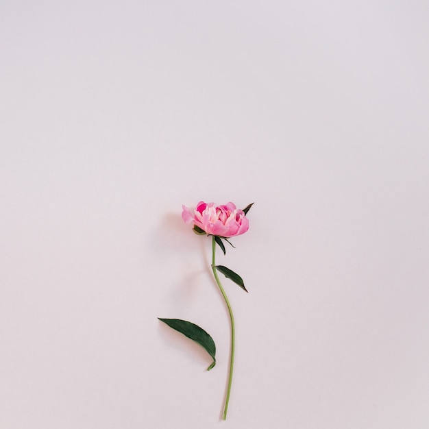 Flor de peônia rosa linda em rosa