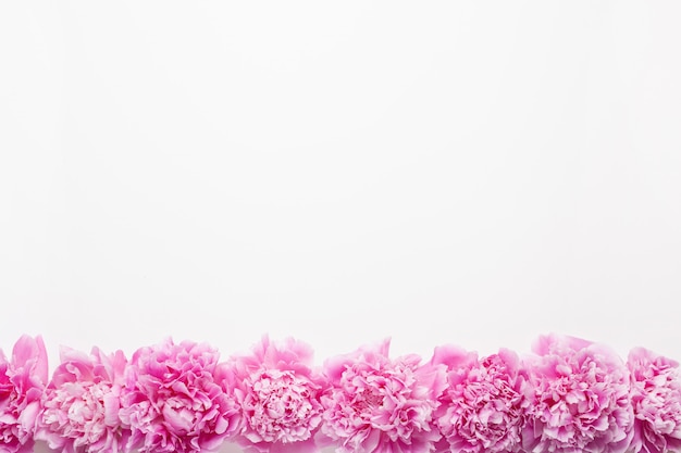 Flor de peônia rosa linda