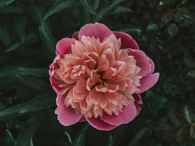 Flor de peônia rosa no fundo do jardim