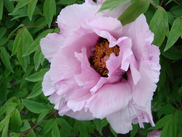 Foto flor de peônia rosa paeonia suffruticosa no jardim, símbolo importante na cultura chinesa, flor nacional para a china