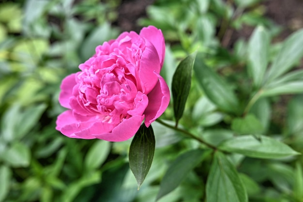 Flor de peônia rosa princesa Margaret em fundo de folhas verdes