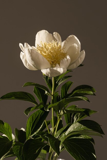 Flor de peônia suave e elegante com sombras de luz solar Composição floral boêmia estética