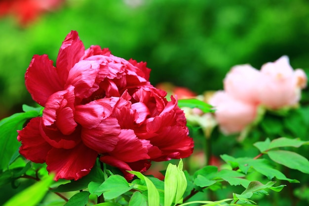 flor de peônia vermelha com folhas verdesclosup de flor de peónia vermelha florescendo no jardim