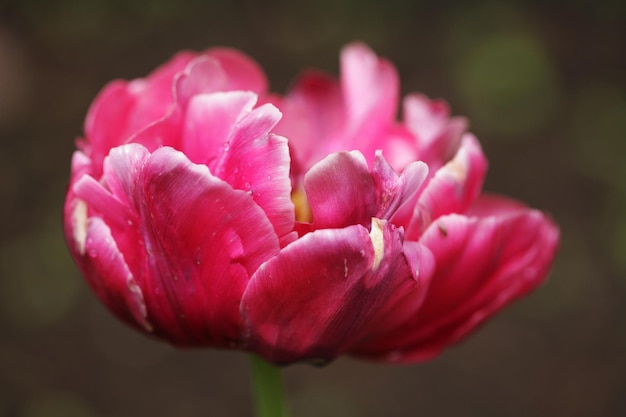 Flor de peônia