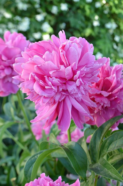 Flor de peônias de cor rosa Flores de peônia rosa no jardim