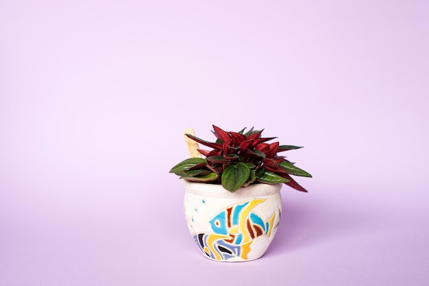 Flor de peperomia em um vaso decorativo