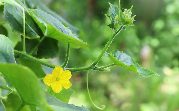 Flor de pepino amarela em galho verde com close-up de folhas