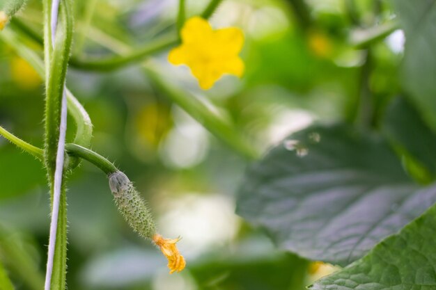 Flor de Pepino O conceito de cultivo de alimentos orgânicos