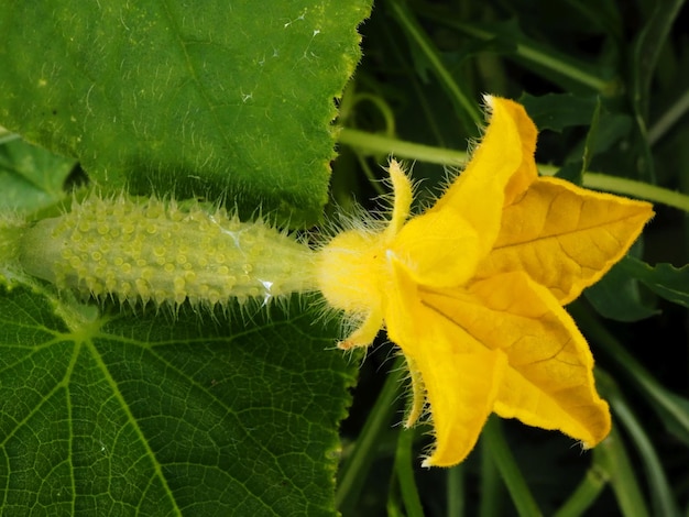 Flor de pepino