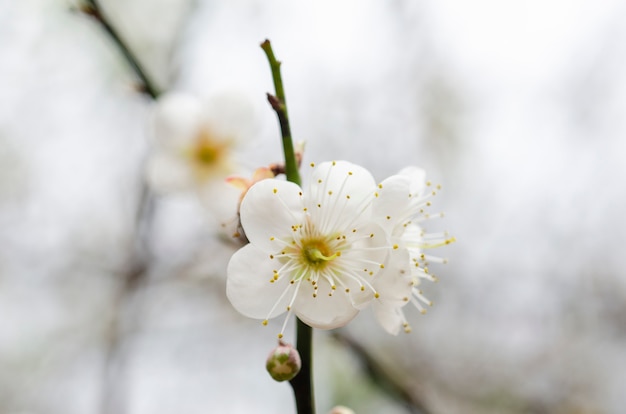 Foto flor de pêssego branco