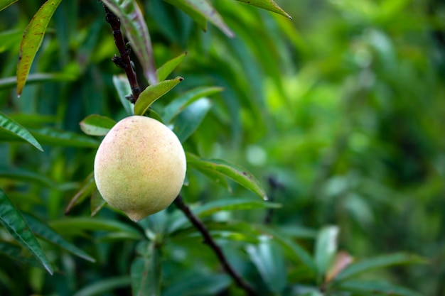 Flor de pêssego flor de pêssego plantação de pêssego