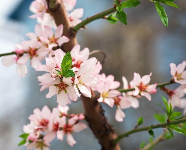 Flor de pêssego na primavera. Ramo com lindas flores de pessegueiro