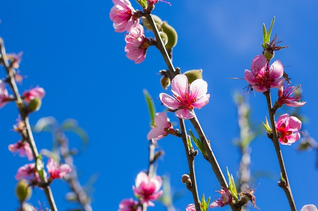 Flor de pêssego rosa com cor do céu escuro