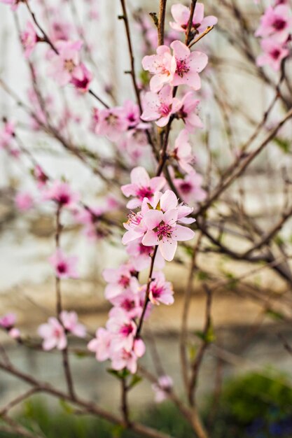 Flor de pêssego rosa em dia ensolarado