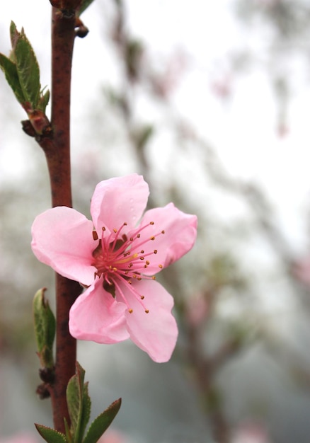 Foto flor de pêssego