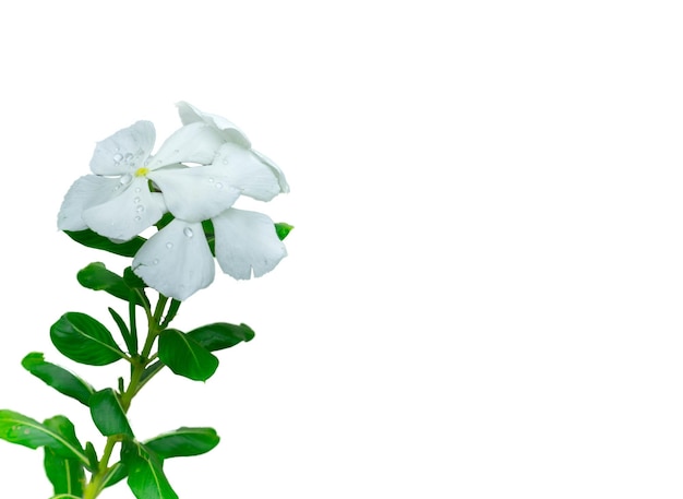 Flor de pétala branca com folha verde no fundo do jardim turva