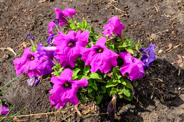 Flor de petubia no parque da cidade na primavera