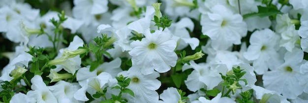 Flor de petúnia branca e flores da primeira primavera