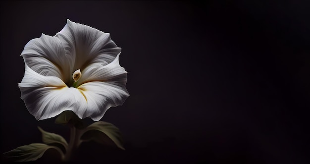 Flor de petúnia branca em fundo escuro