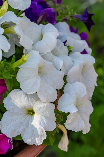 Flor de petúnia de jardim florescendo com pétalas brancas em fotografia de close-up de verão