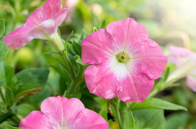 Flor de petúnia rosa no jardim