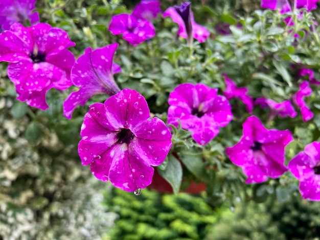 Flor de petúnia roxa florescendo botânica