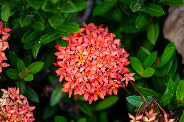 Flor de pico vermelho lindo, rei Ixora florescendo (Ixora chinensis) e folhas verdes
