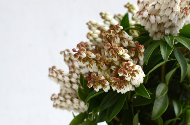 Flor de pieris para plano de fundo